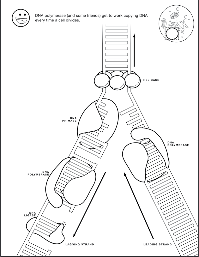 Engaging dna replication activities