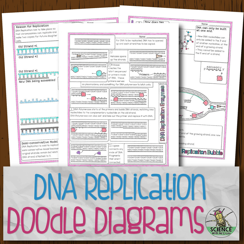 Dna replication doodle diagrams store