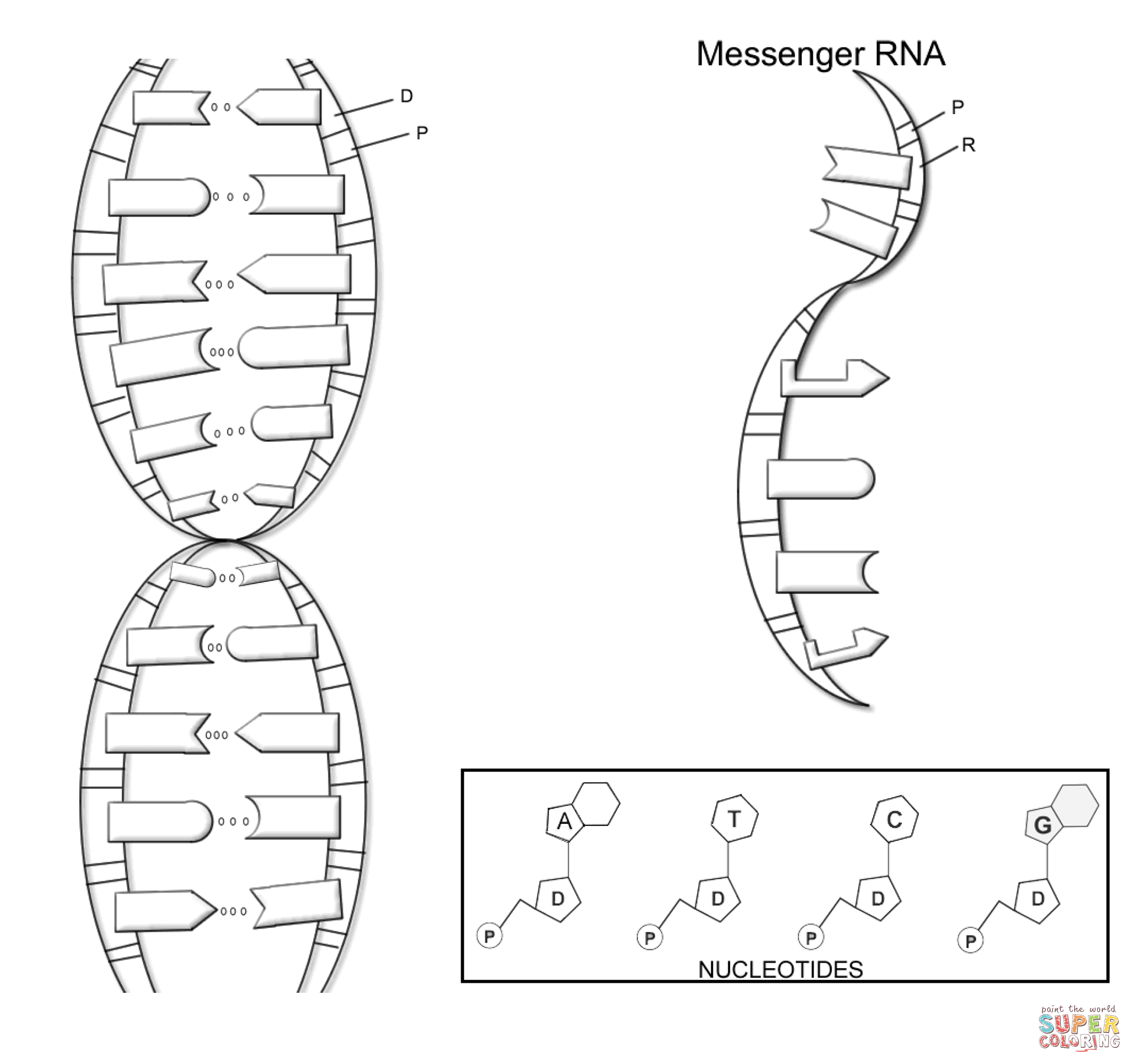 Dna structure coloring page free printable coloring pages