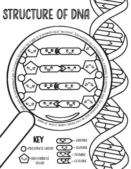 Dna structure coloring page by corvidae coloring tpt