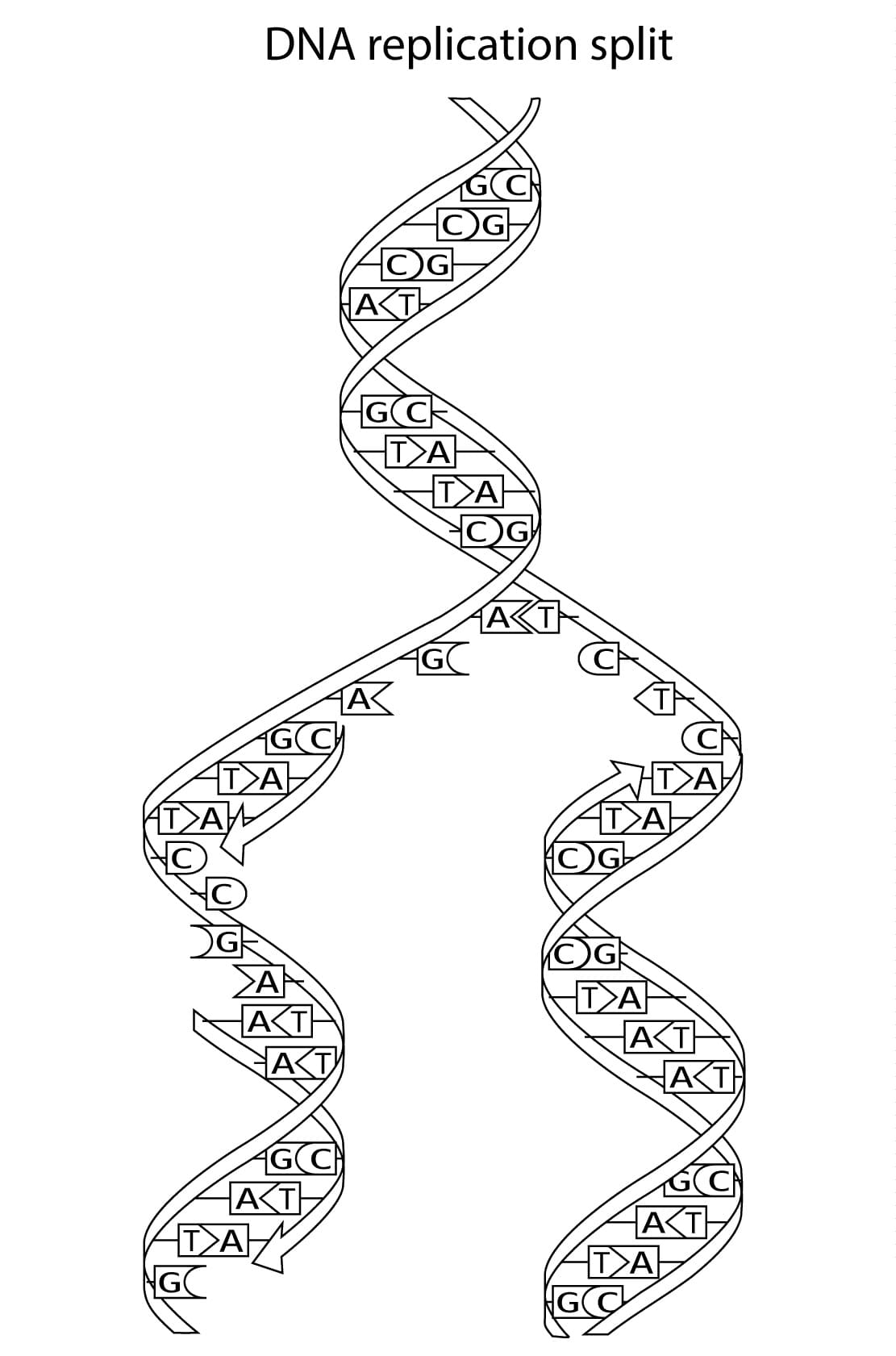 Biology dna coloring page