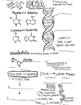 Dna