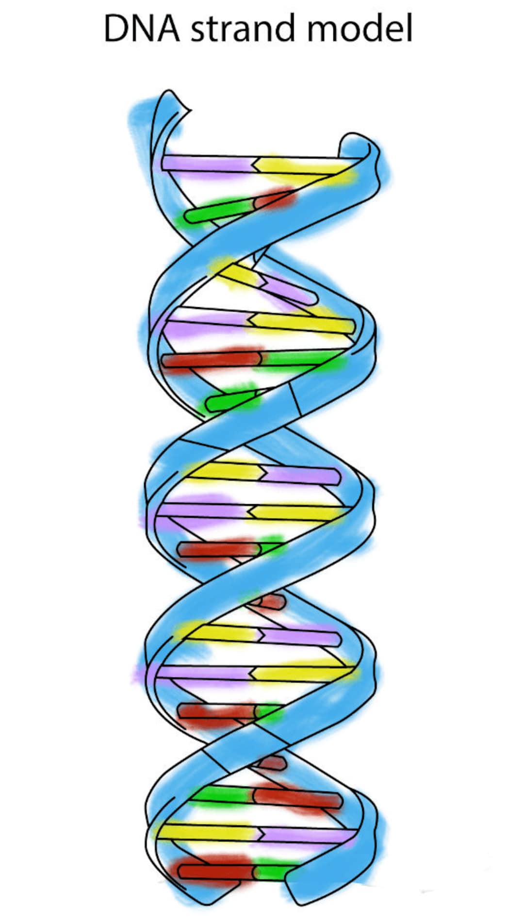 Dna and cell coloring pages