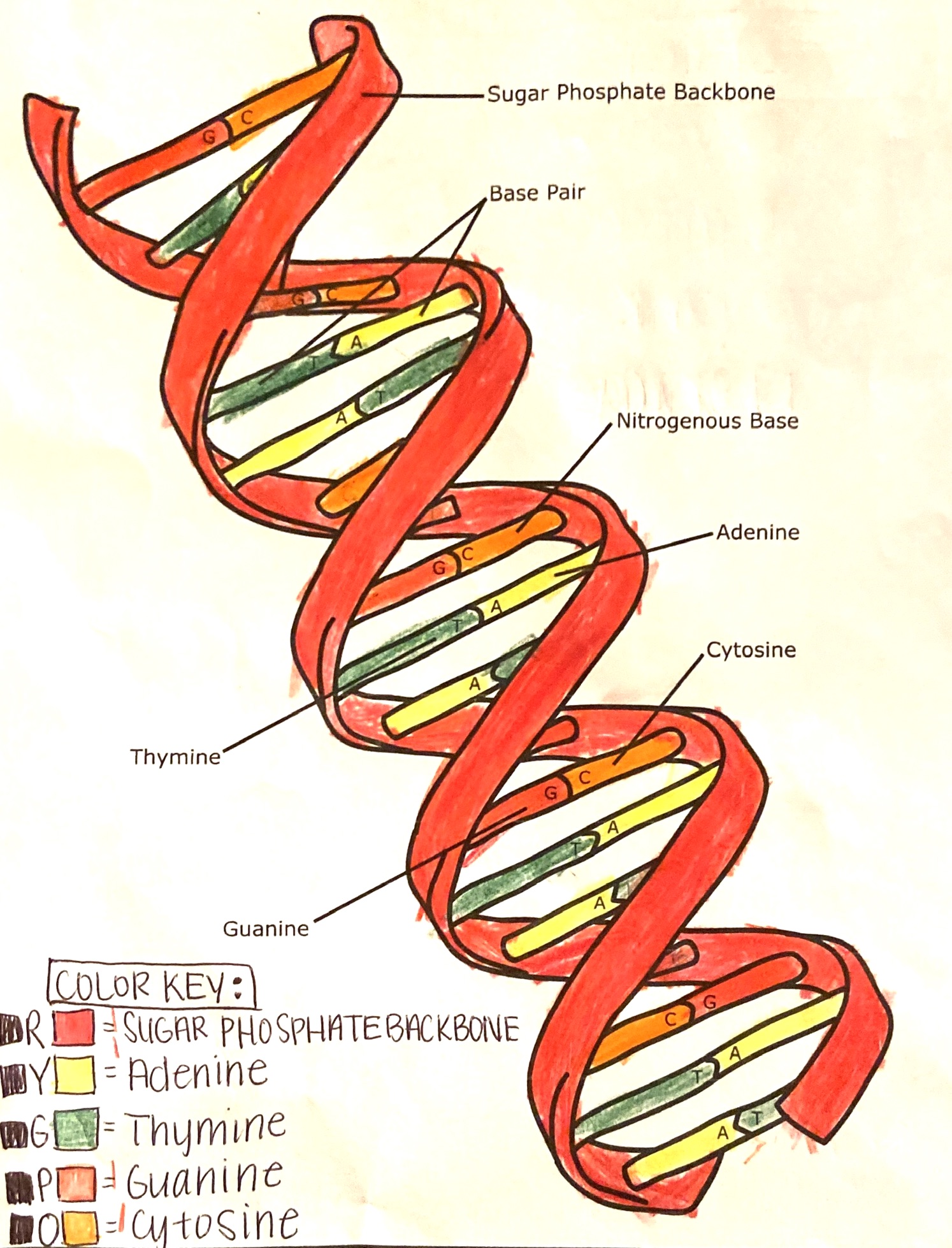Free dna double helix worksheets