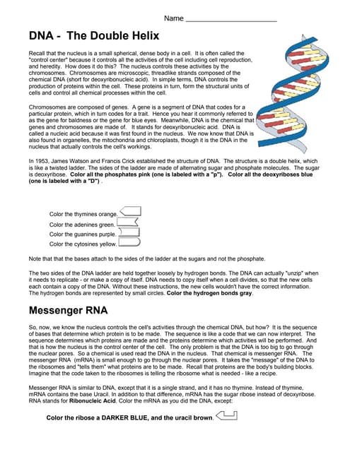 Dna coloring pdf