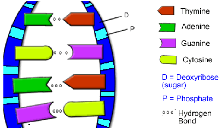 Dna coloring