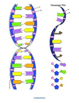 Dna coloring key by biologycorner tpt