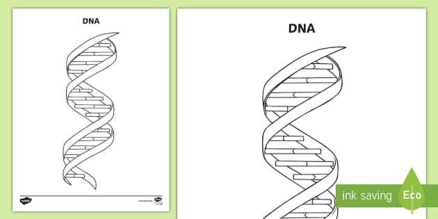 Dna genetic code coloring activity teacher