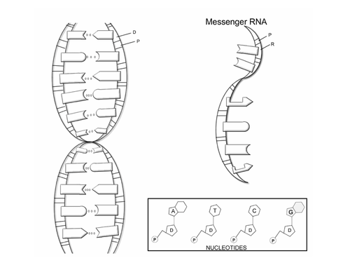 Dna structure coloring diagram teaching resources