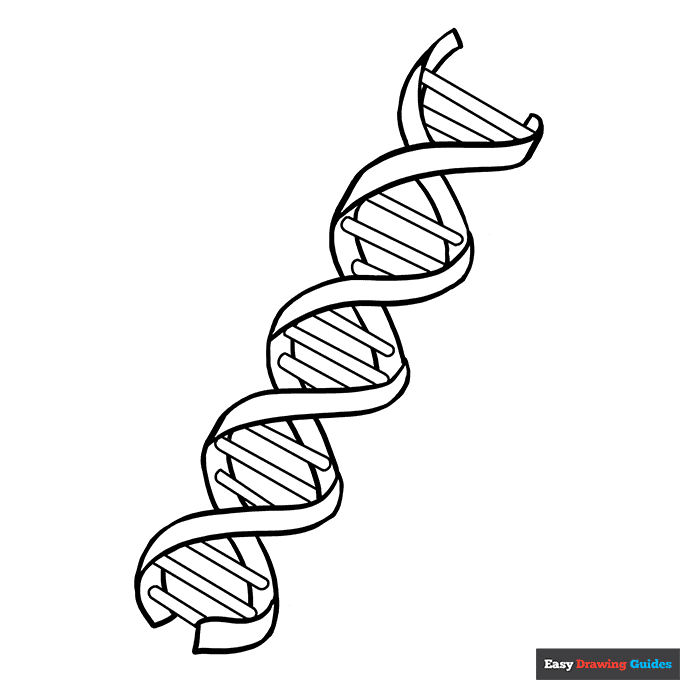 Dna coloring page easy drawing guides