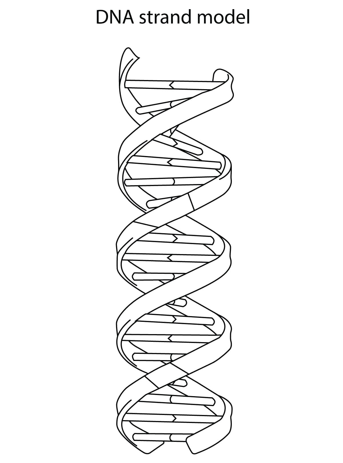 Biology dna strand model coloring page