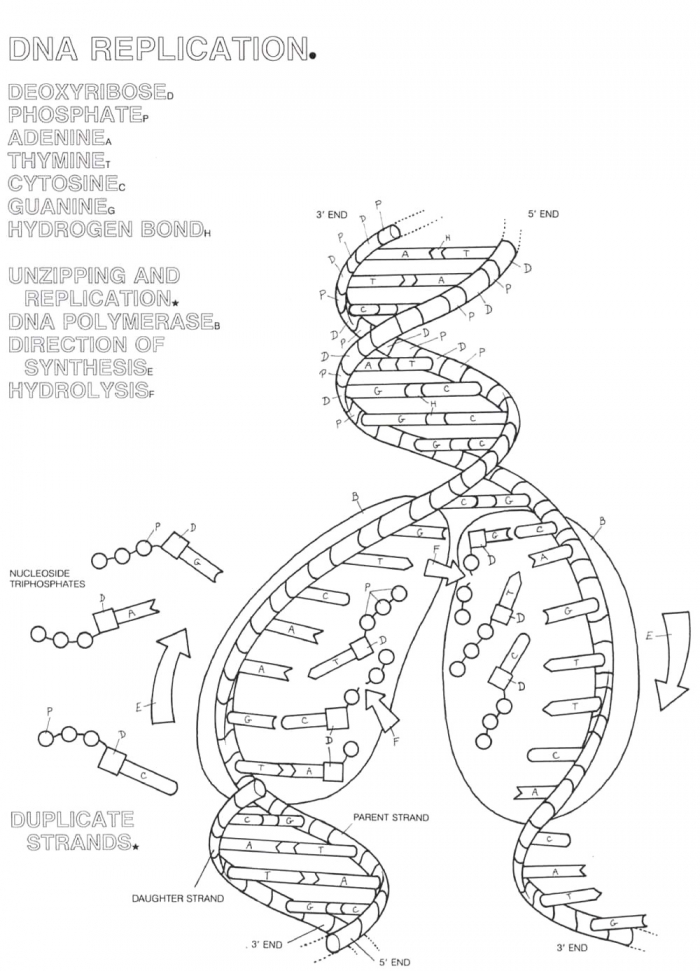 Dna coloring page worksheets
