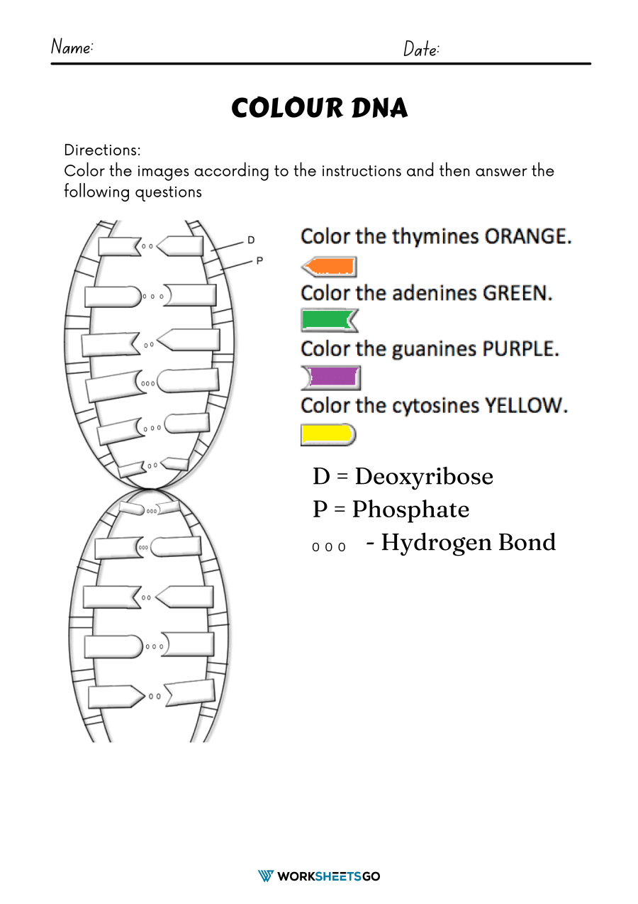 Color dna worksheets