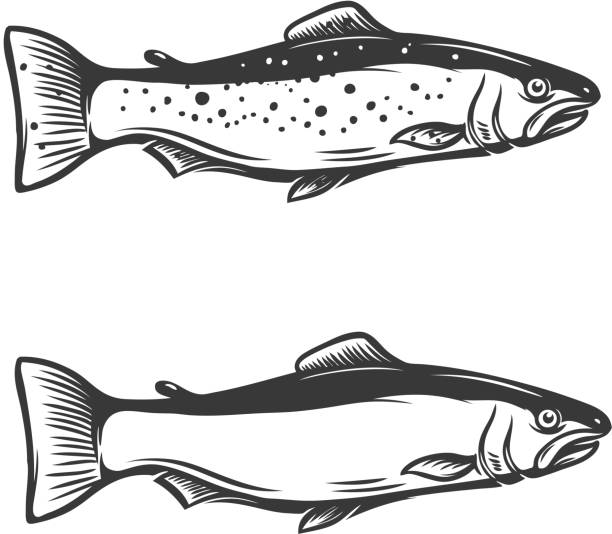 Trout jumping out of water drawing stock illustrations royalty