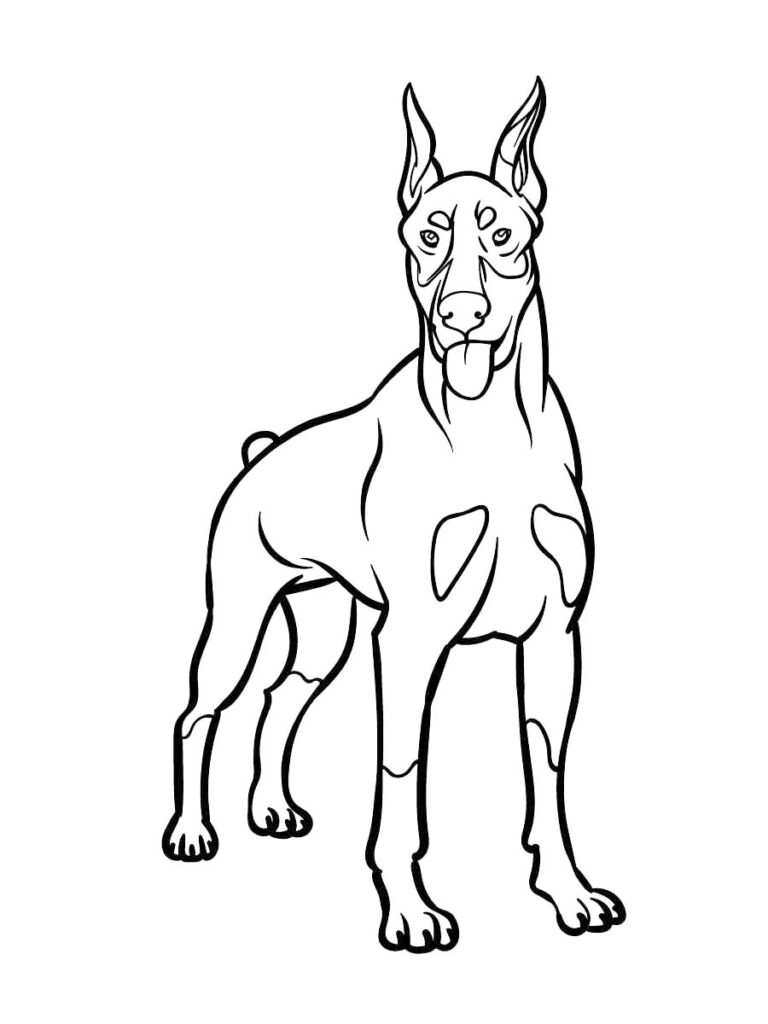 Dobermann coloring pages