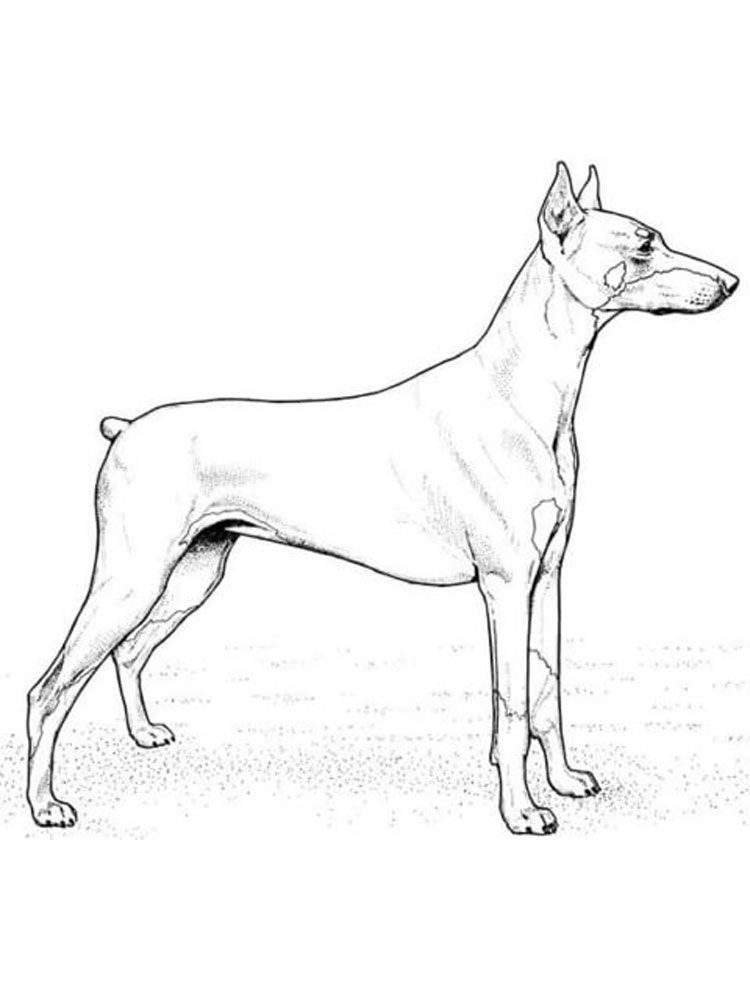 Doberman coloring pages