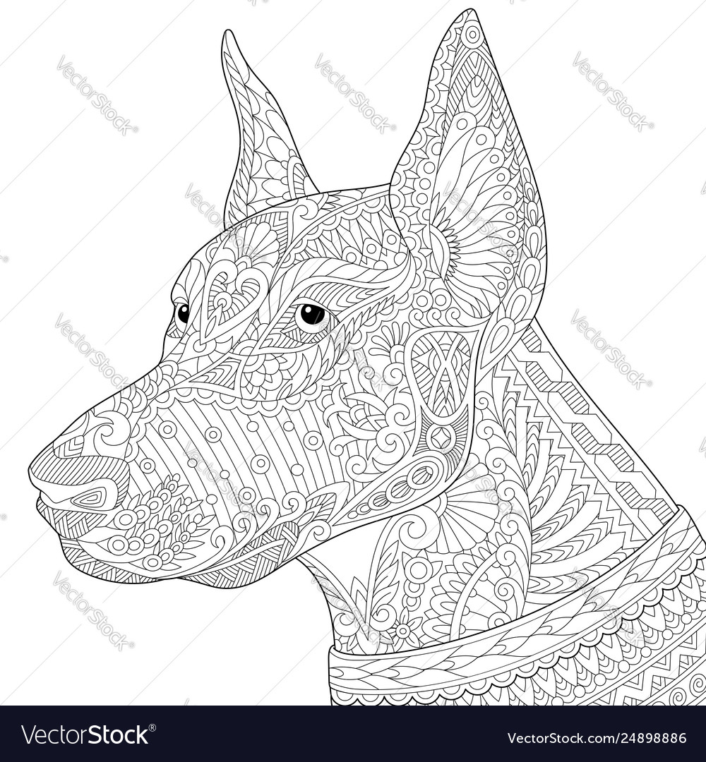 Doberman pinscher dog adult coloring page vector image