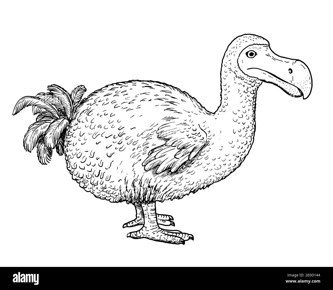 Dodo bird stock vector images