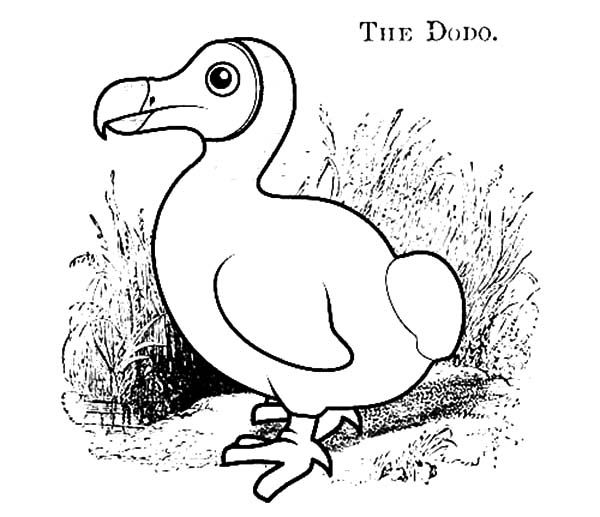 Dodo bird coloring pages