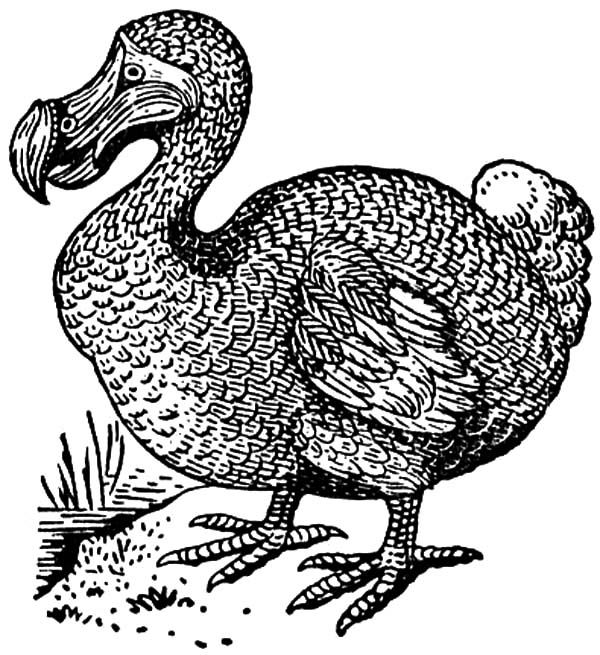 Dodo bird bird coloring pages coloring pages coloring pictures