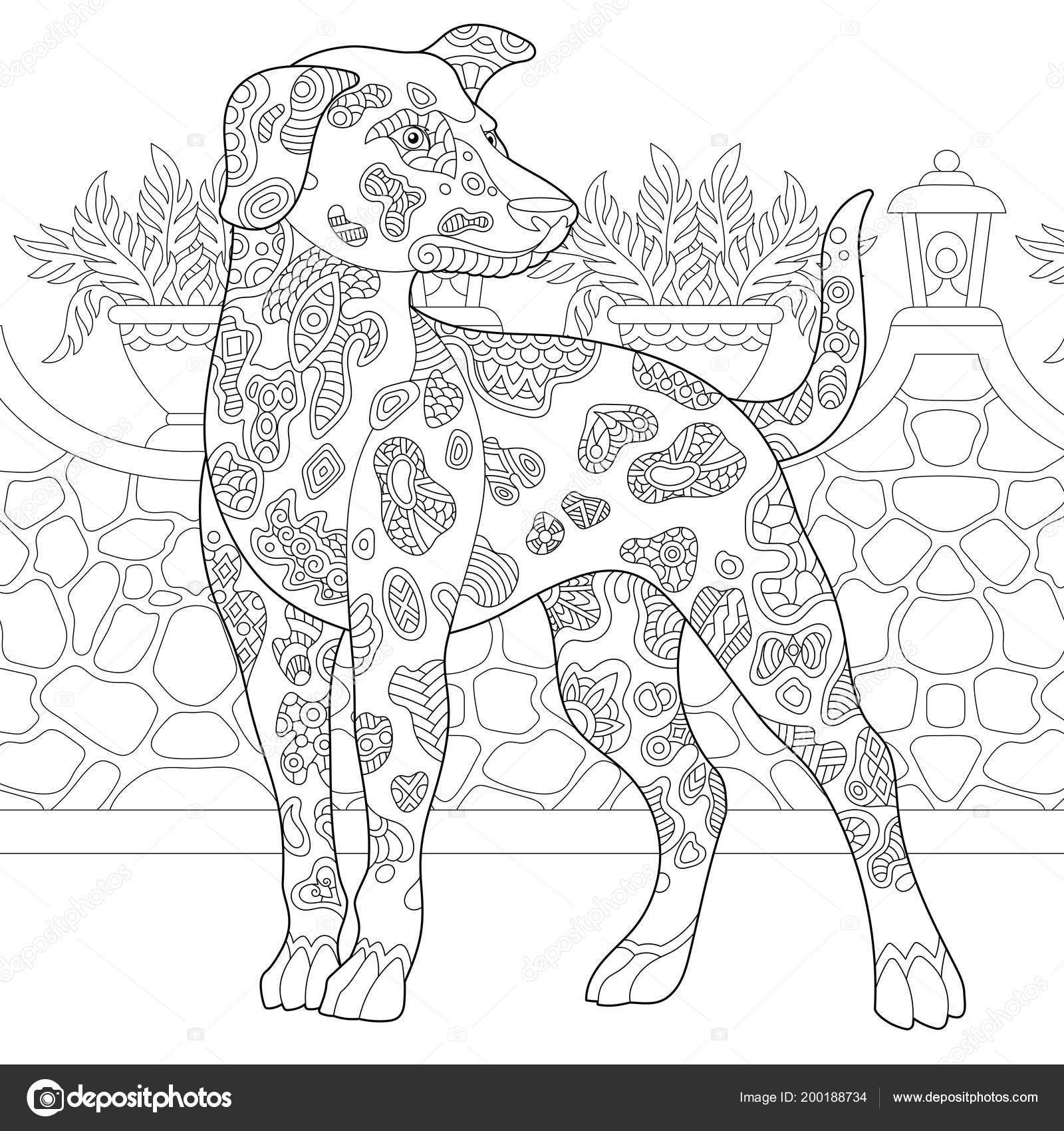 Dalmatian dog coloring page colouring picture adult coloring book idea stock vector by sybirko