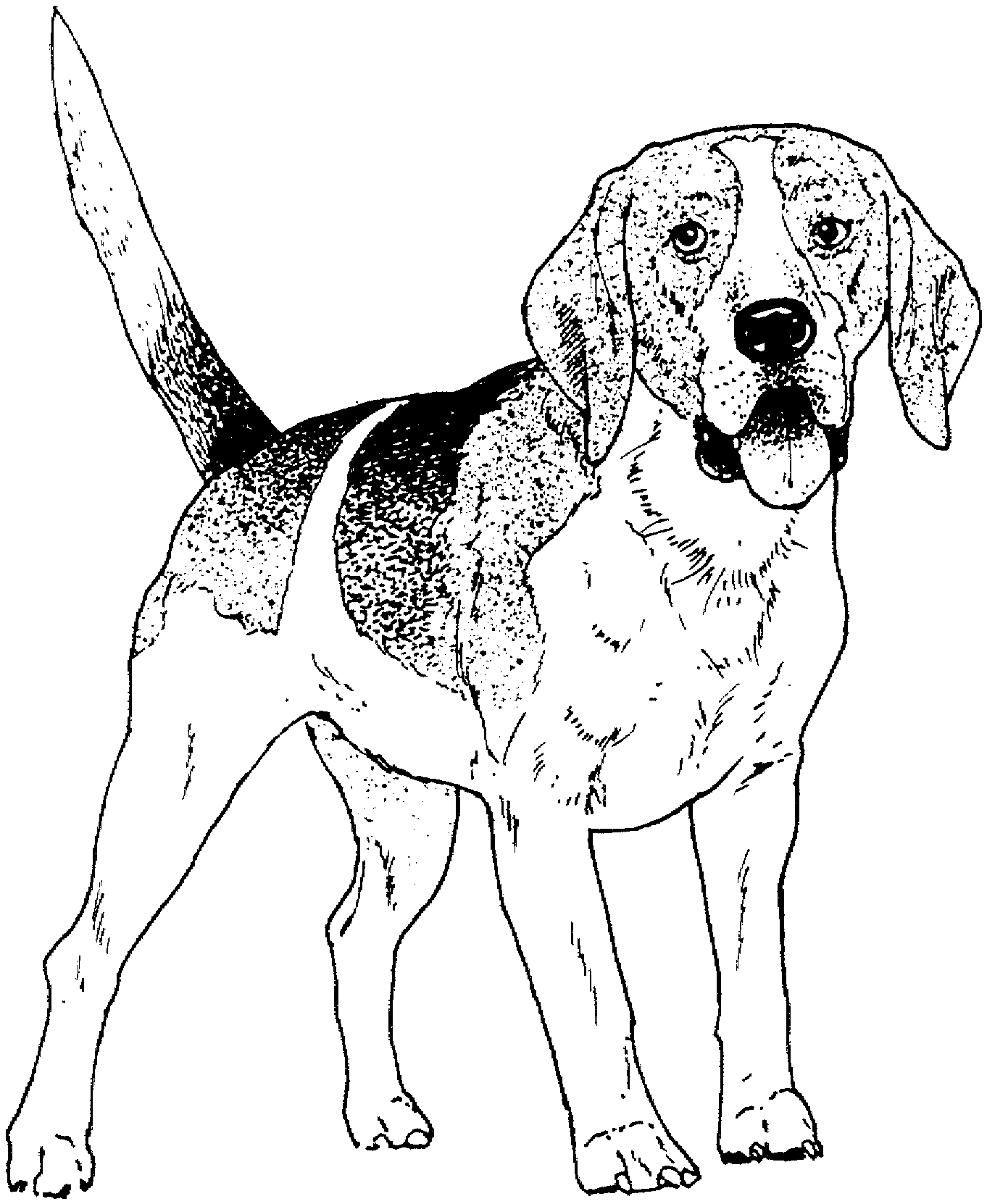 Dog breed coloring pages dog coloring page puppy coloring pages dog coloring book