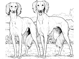 Dog breed coloring pages