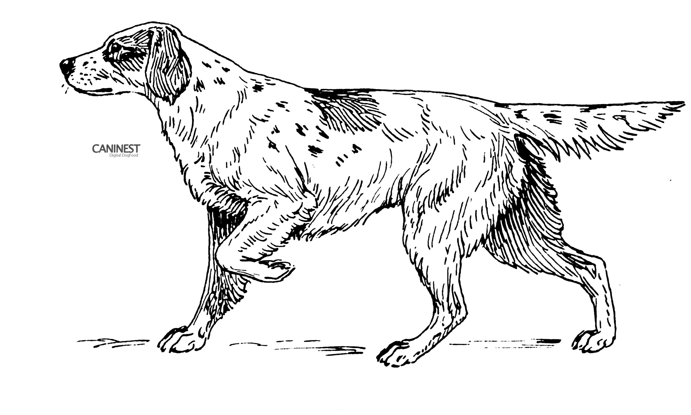 Dog breed coloring pages