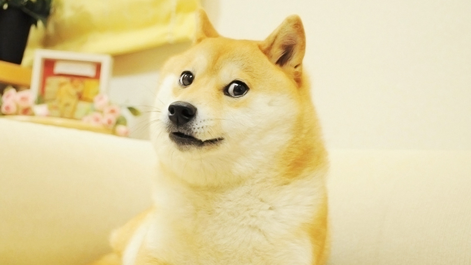 Doge meme wallpapers