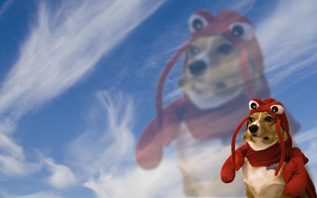 Lobster dog wallpaper youre wele rpics