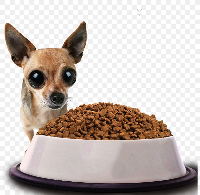 Dog puppy display resolution wallpaper png xpx chihuahua animal big eyes breed carnivoran download free