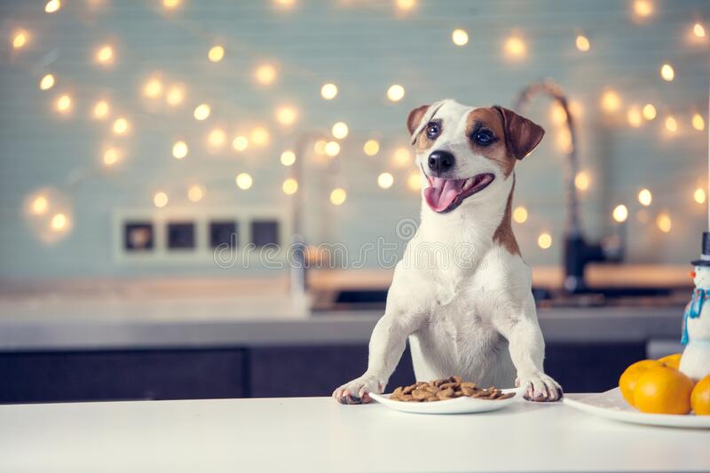 Dog eating food at home stock photo image of sitting