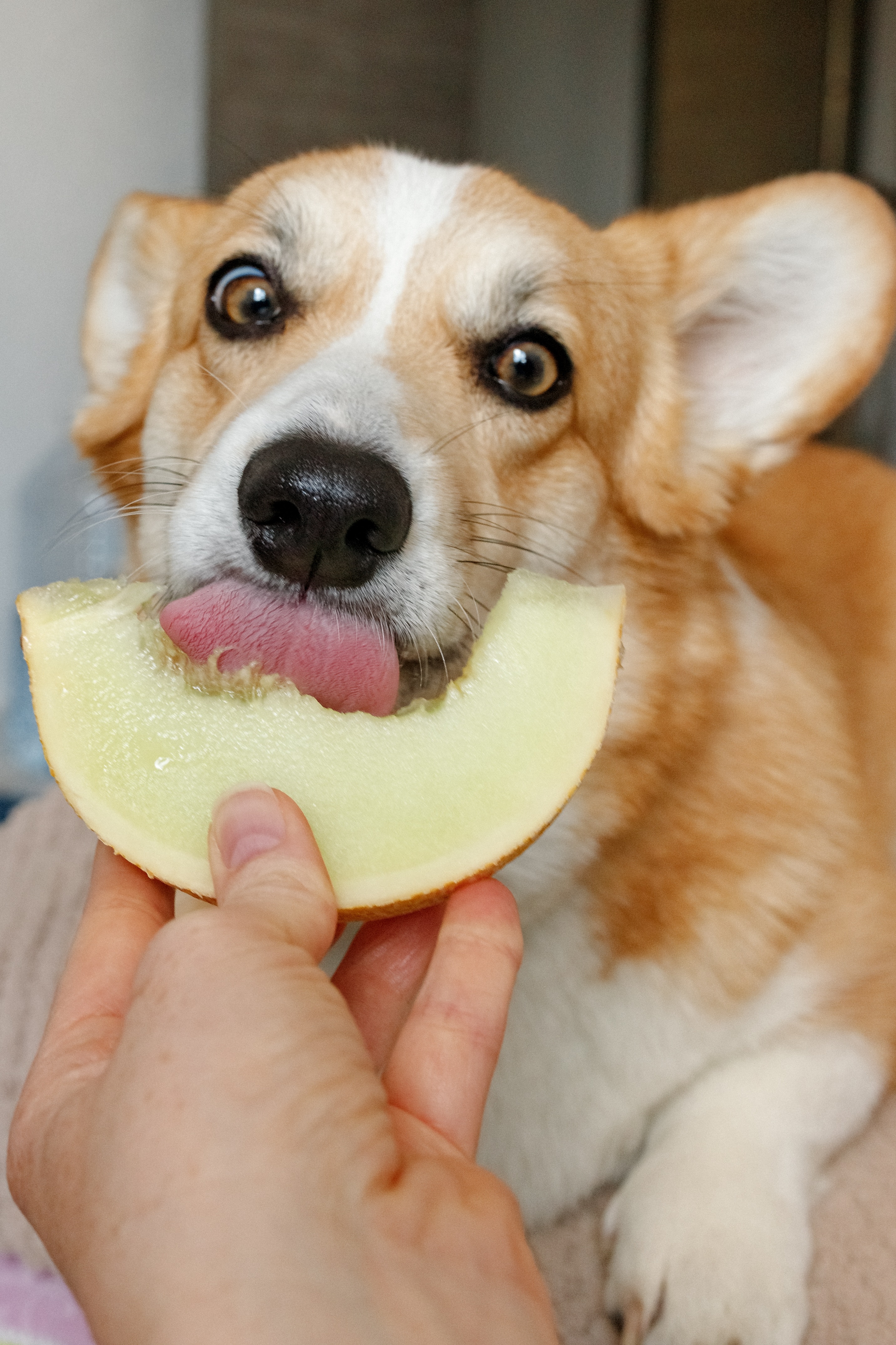 Dog eating photos download free dog eating stock photos hd images