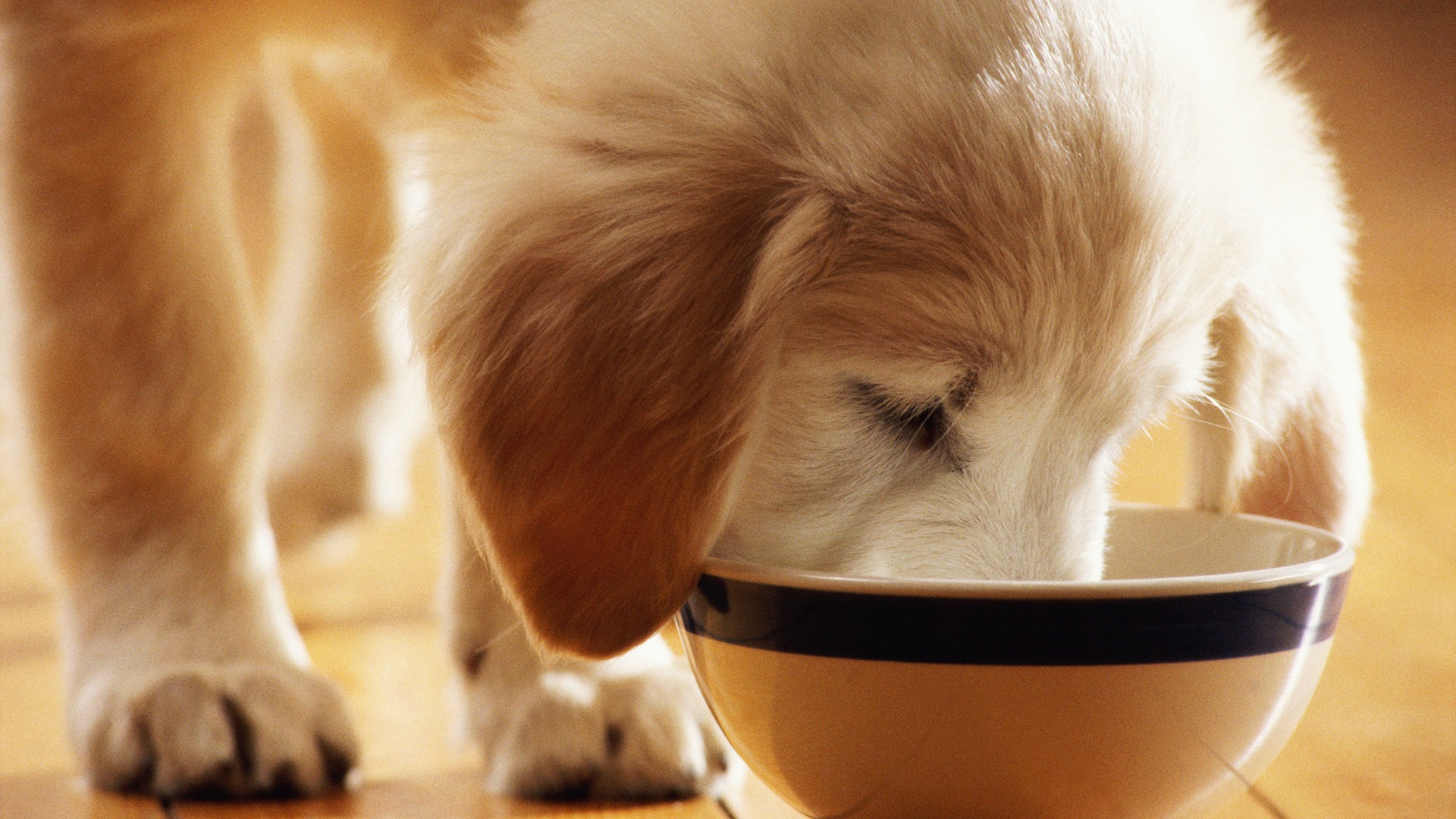 How many times a day should a dog actually eat â