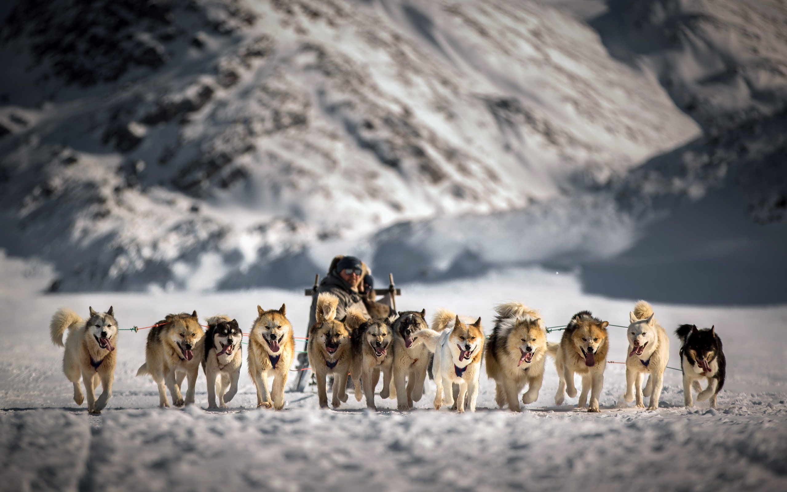 Sled dogs wallpapers