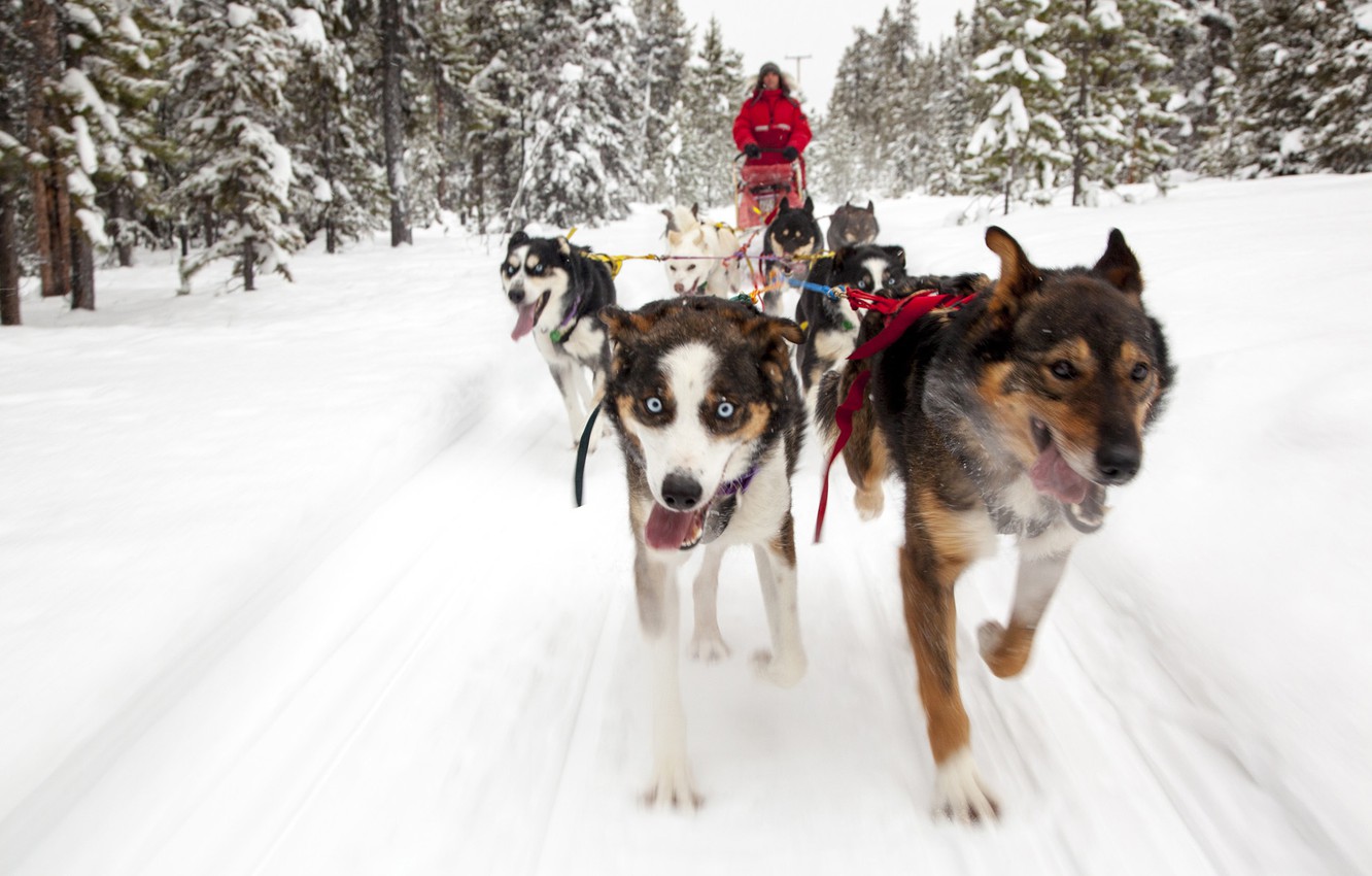 Wallpaper dogs snow trees background dog sled images for desktop section ñððððºð