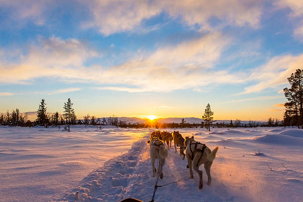 Dog sled stock photos pictures royalty