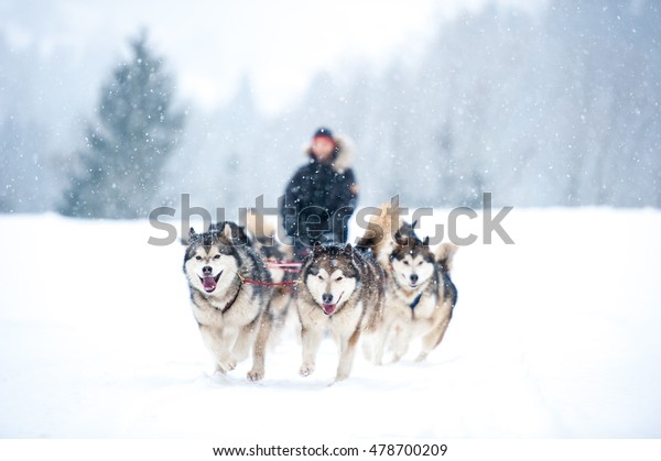 Dog sled images stock photos vectors