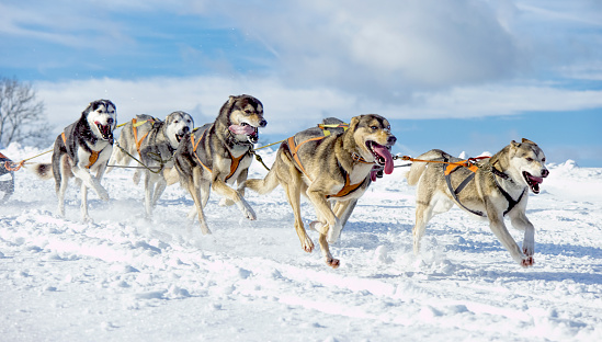 Sled dog pictures download free images on