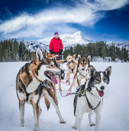 Dog sled pictures download free images on