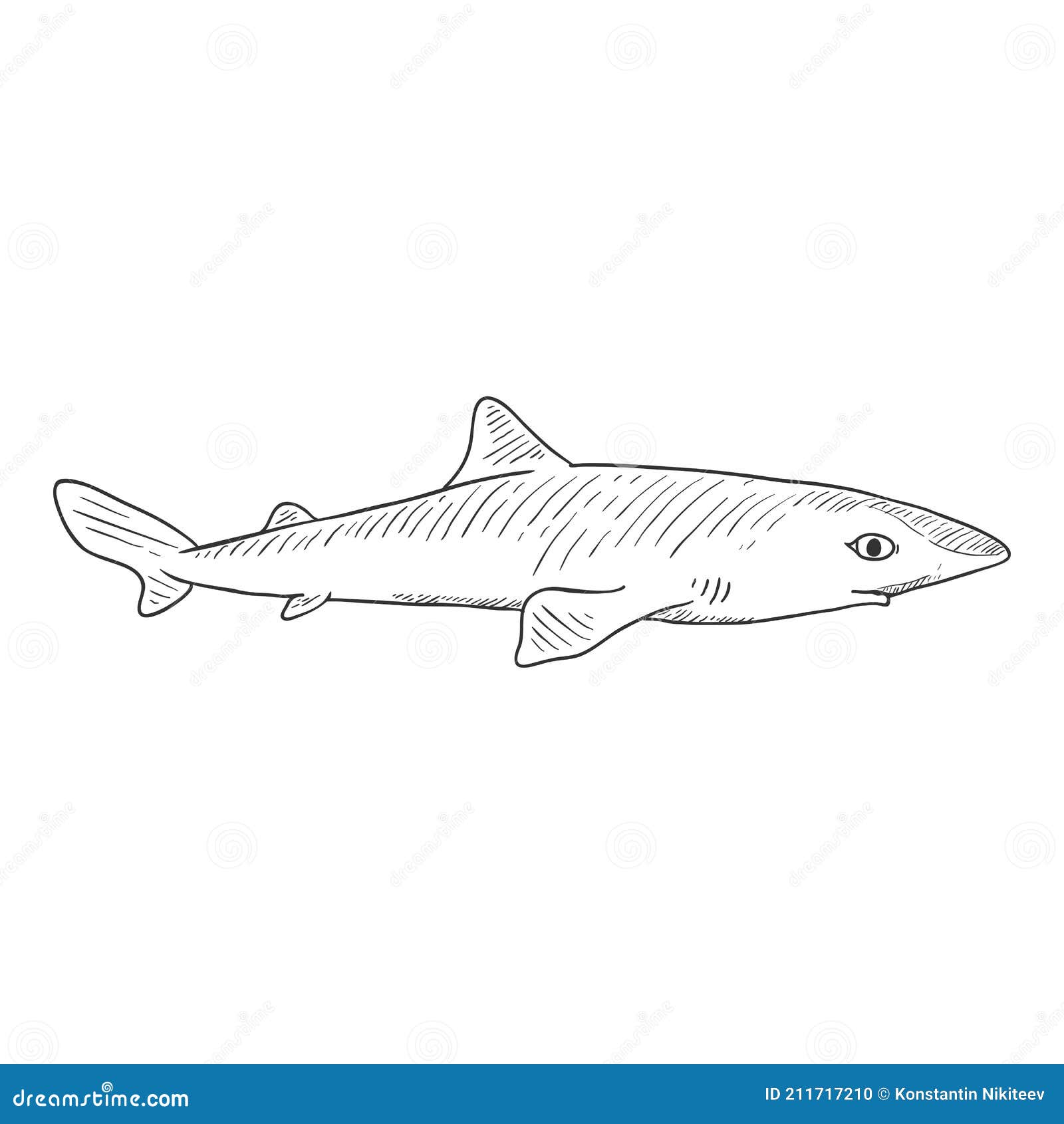 Vector sketch spiny dogfish squalus acanthias stock vector