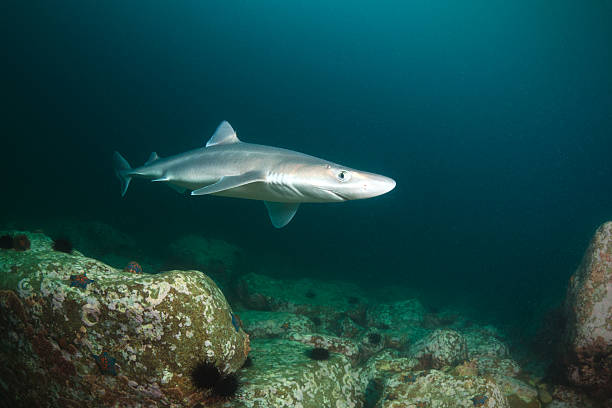 Dogfish shark stock photos pictures royalty