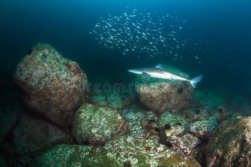 Dogfish stock photos