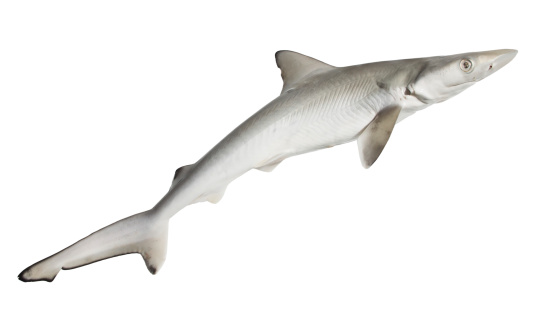 The spurdog mud shark spiny or piked dogfish stock photo