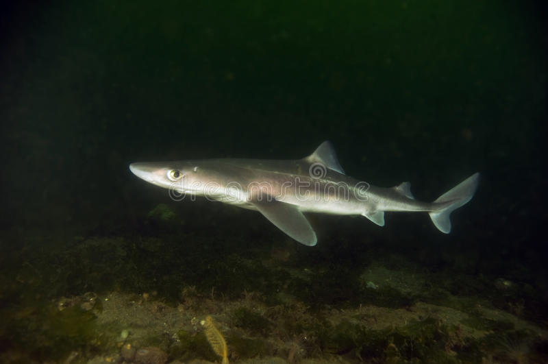 Spiny dogfish stock photos