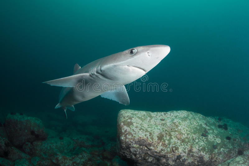 Dogfish shark stock photos