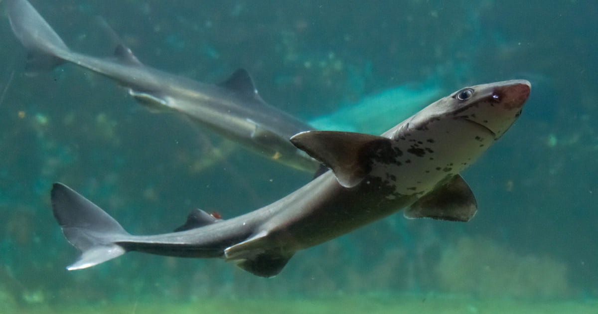 Dogfish seattle aquarium