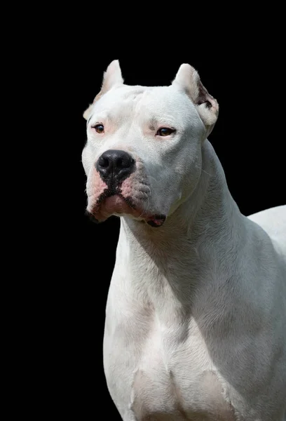 Dogo argentino Stock Photos, Royalty Free Dogo argentino Images