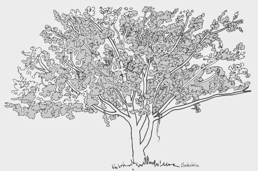 Quick sketch of a dogwood tree â kendra shedenhelm