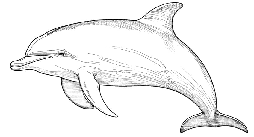 Dolphin coloring pages